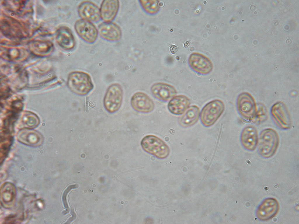 O l''uno... o l''atro???